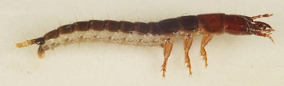 Scarites larvae